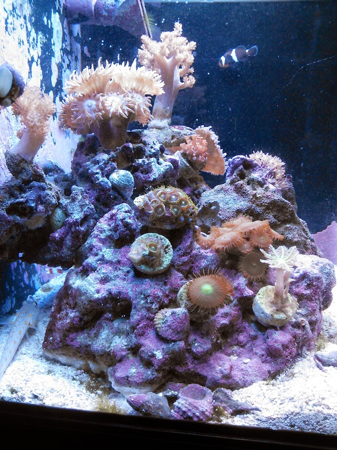 Aquatic project photo 1